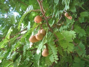 tamarind: 