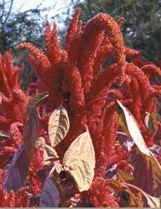 amaranth: