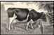 butter_cow: