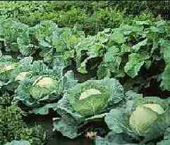 cabbage: