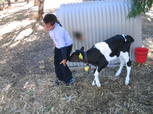 calf: 