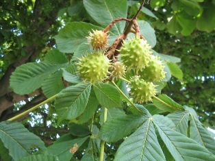 Conkers: 
