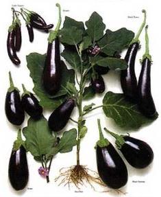 eggplants: 
