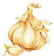 garlic: 