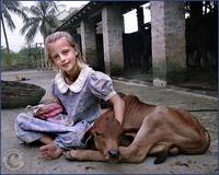 hare krishna girl with calf: 