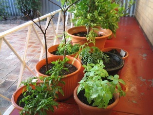 herb garden: 