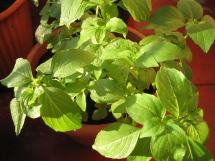 lemon basil: