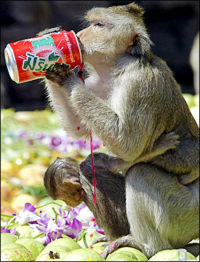 making monkeys out of all: 