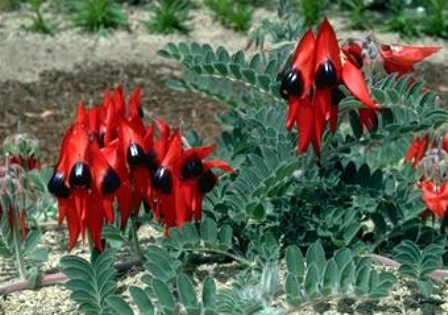 more desert pea: