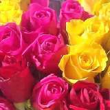 roses ablown: