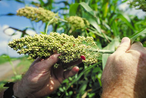 sorghum: