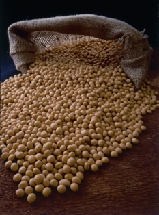 soy: 