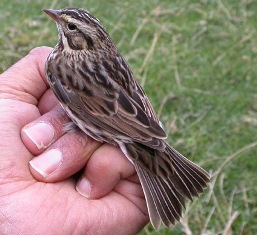 sparrow: