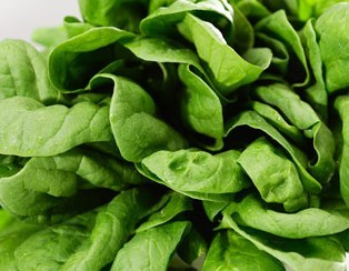 Singapore Spinach Picture on Prema From Singapore Writes
