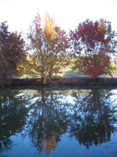 sunrise over Maleny pond: 