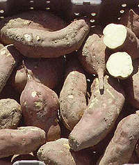 sweet potatoes: