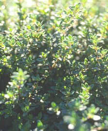 thyme: