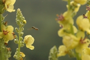 What's the buzz?: 